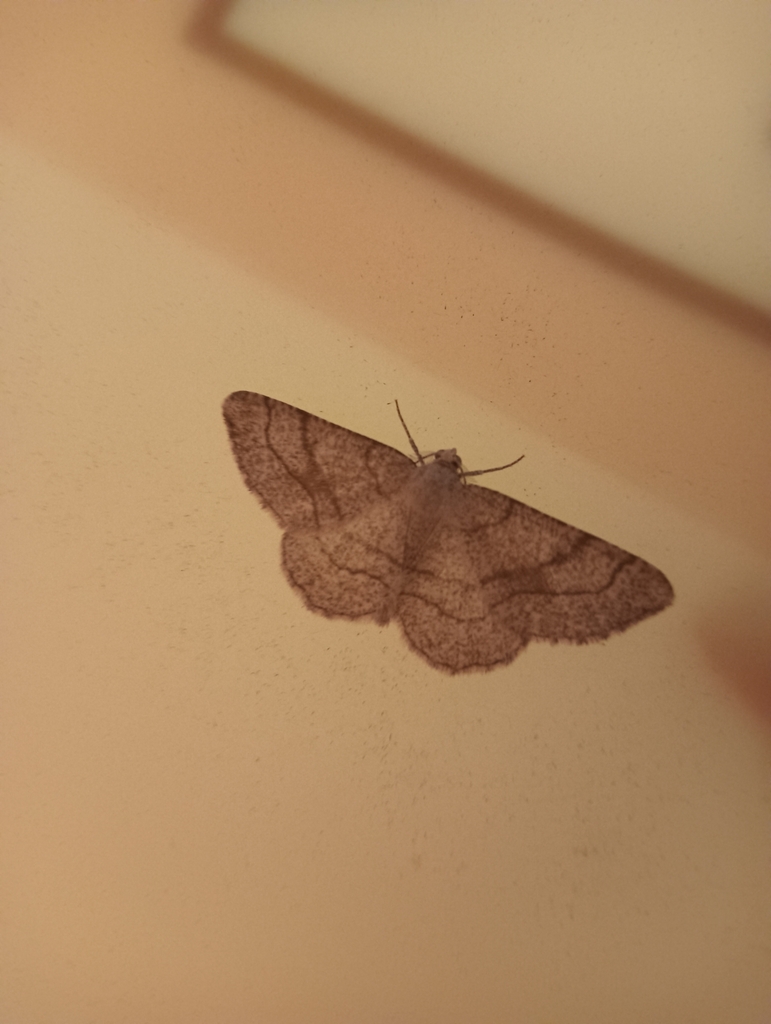 Adactylotis contaminaria