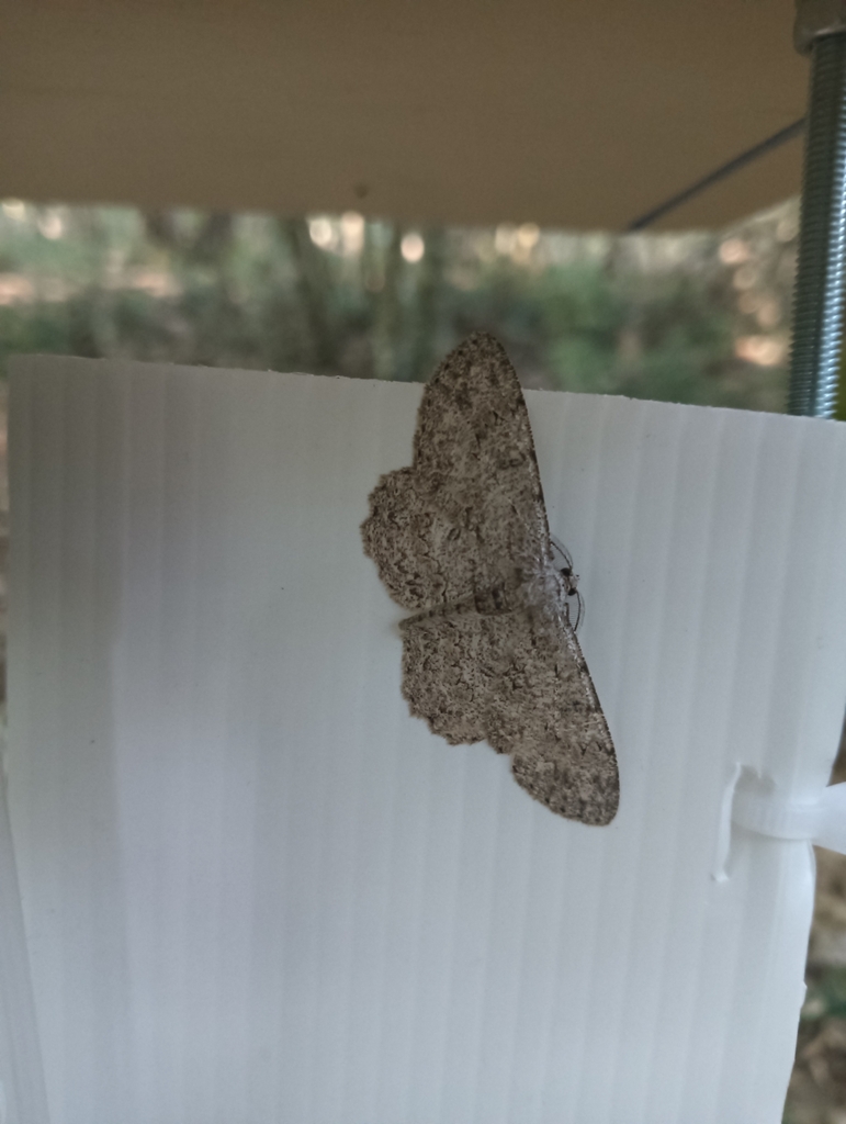 Pale Oak Beauty