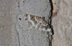 Epirrhoe rivata