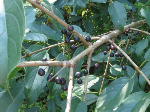 Image of Rhamnus ussuriensis by (c) Repina Tatyana, some rights reserved (CC BY)