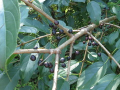 Rhamnus ussuriensis