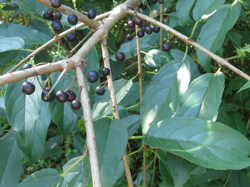 Image of Rhamnus ussuriensis by (c) Repina Tatyana, some rights reserved (CC BY)