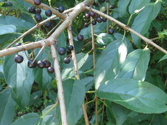 Rhamnus ussuriensis