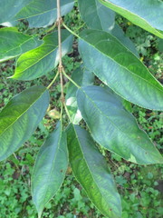 Rhamnus ussuriensis