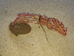 Melithaea