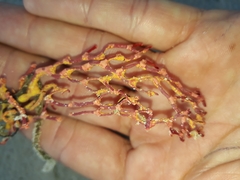 Melithaea