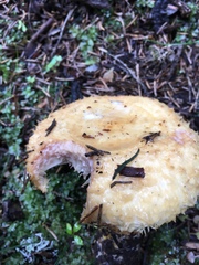 Lactarius repraesentaneus