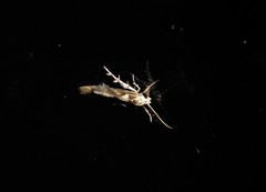Stathmopoda plumbiflua