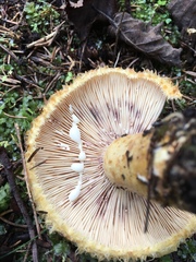 Lactarius repraesentaneus