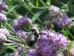 Bombus patagiatus