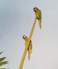 Diopsittaca nobilis