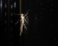 Stathmopoda plumbiflua