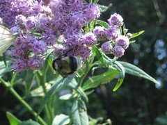 Bombus patagiatus