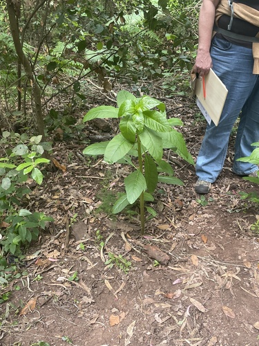 American pokeweed