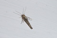 Stathmopoda plumbiflua