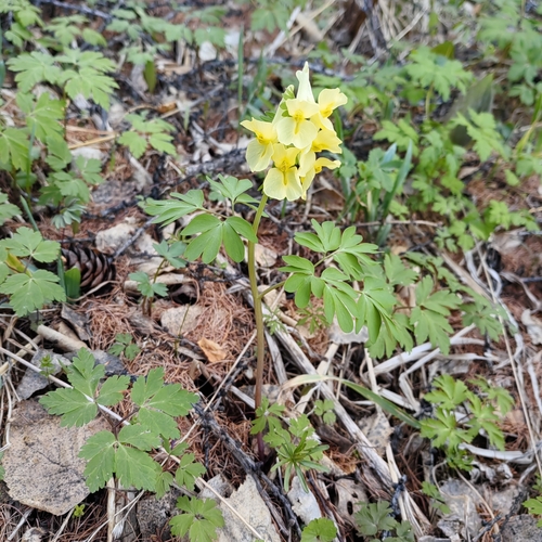 Image of Corydalis bracteata by (c) Nina Filippova, some rights reserved (CC BY)