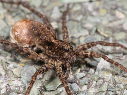 Spotted Wolf Spider, Groningen, Groningen, Nederland, photo 4 of 10