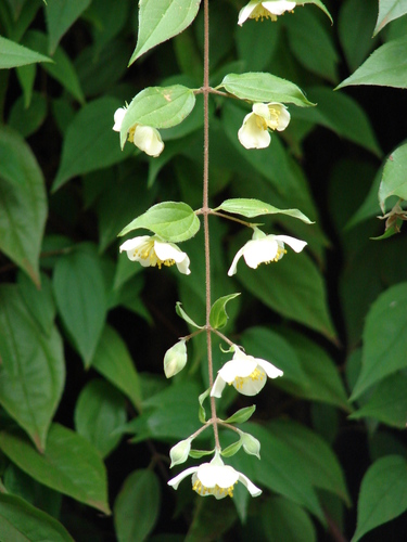 Philadelphus karwinskyanus