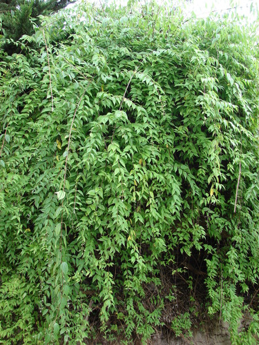 Philadelphus karwinskyanus