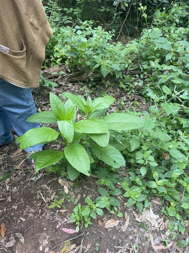 American pokeweed