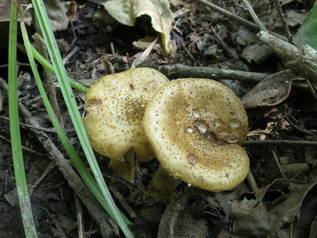Armillaria mellea · September 2019 · photo: © repta (iNaturalist, cc-by)