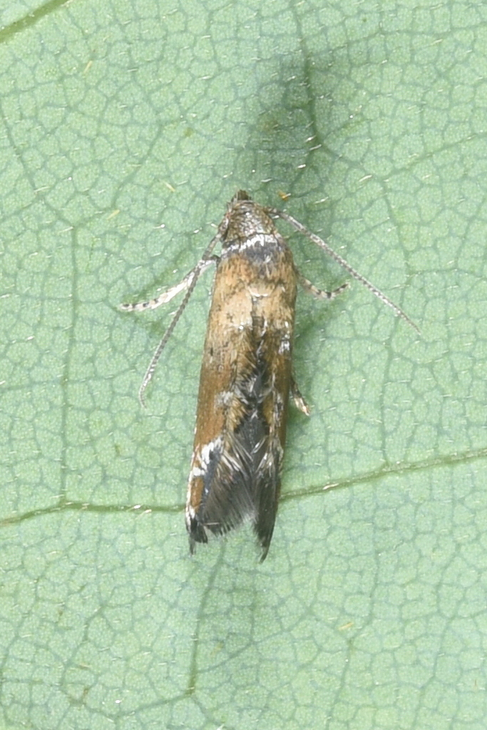 Sinicaepermenia