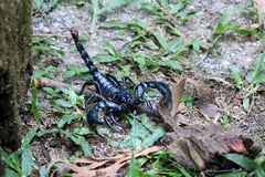 Heterometrus spinifer