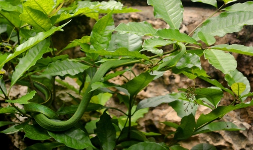 Oxybelis fulgidus