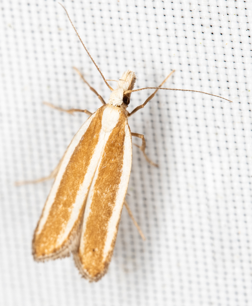 Juniper Webworm Moth and Allies