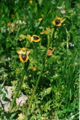 Pseudophrys