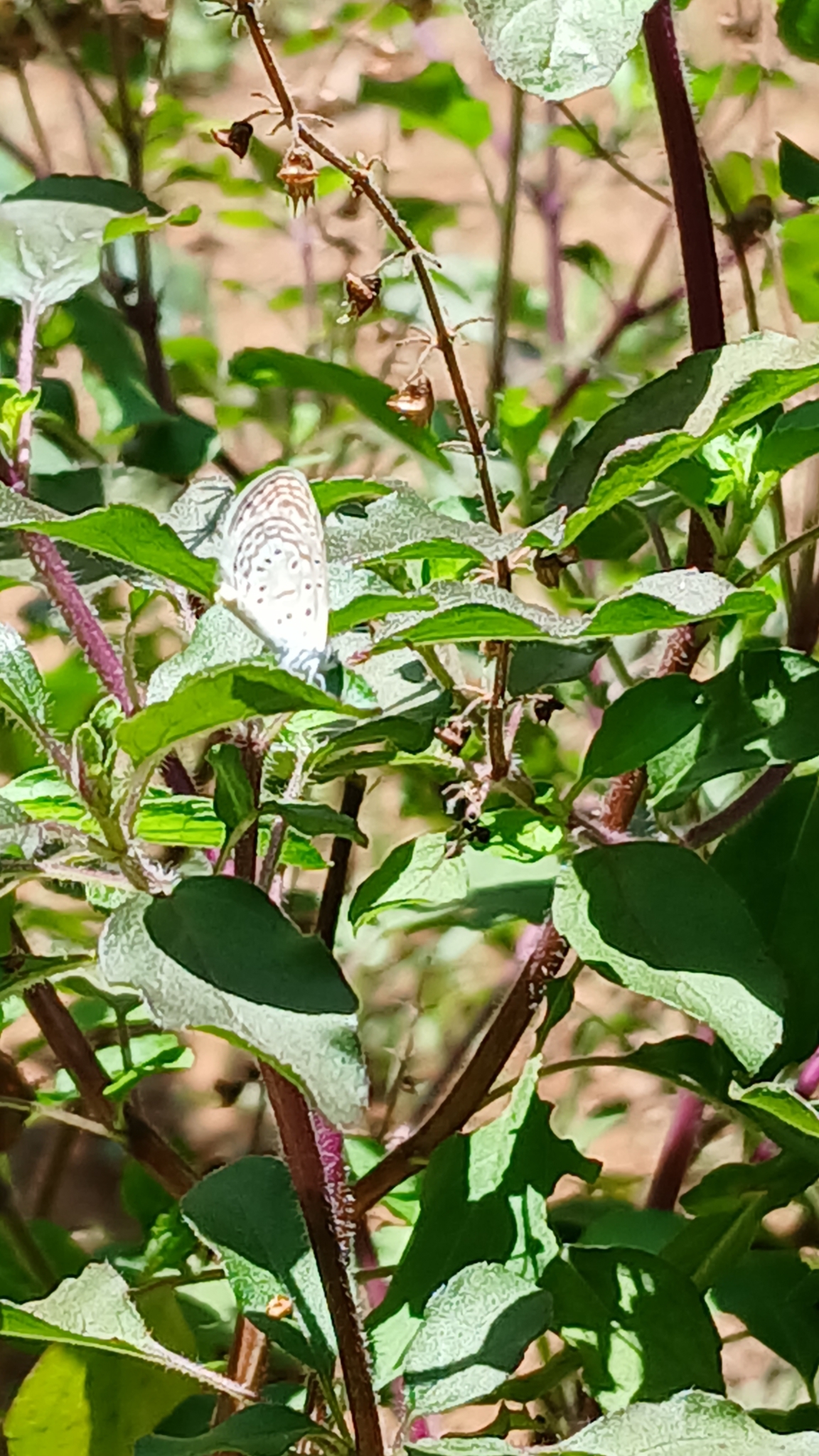 Tiny Grass Blue