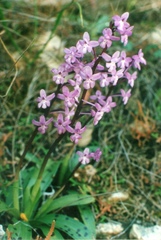 Orchis quadripunctata