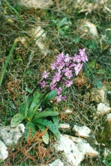 Orchis quadripunctata