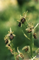 Ophrys sphegodes cretensis