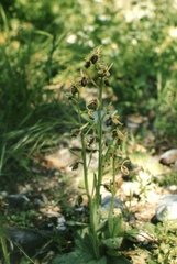 Ophrys sphegodes cretensis
