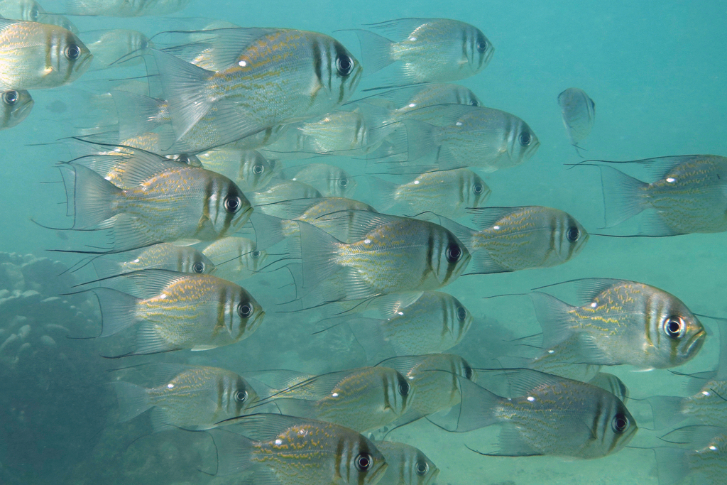 Pearl perch (Glaucosoma magnificum) — Glaucosomatidae