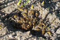 Vespula sulphurea
