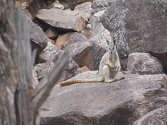 Petrogale xanthopus