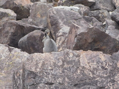 Petrogale xanthopus