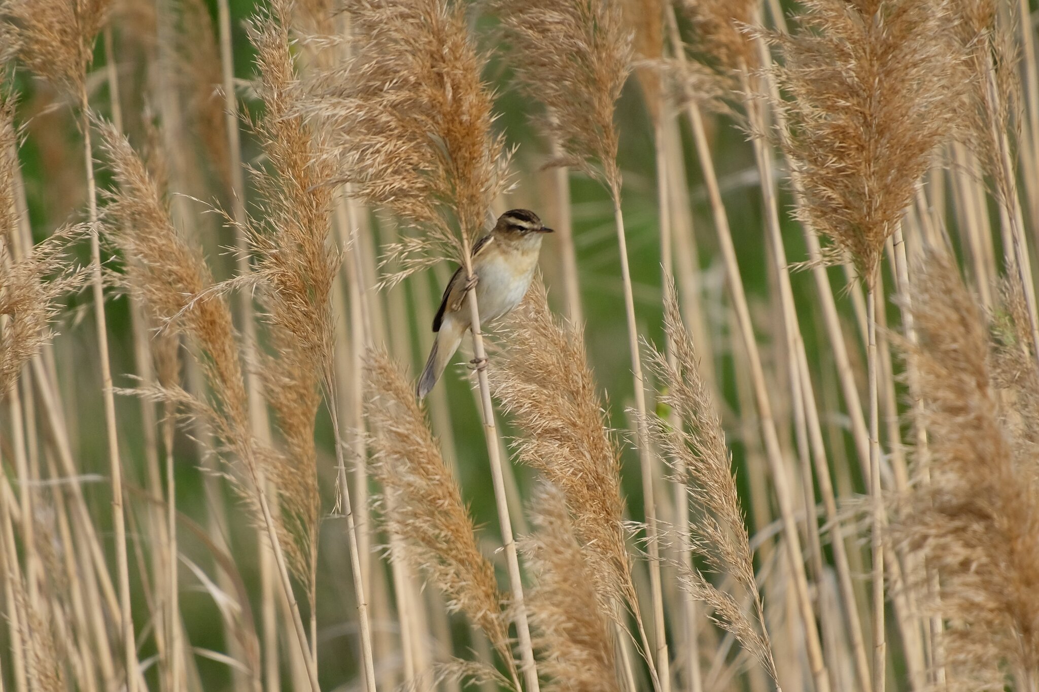 Sedge Warbler