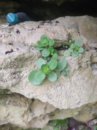 Image of Chiastophyllum oppositifolium by (c) Kirilll, some rights reserved (CC BY)