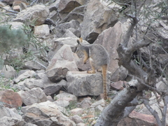 Petrogale xanthopus