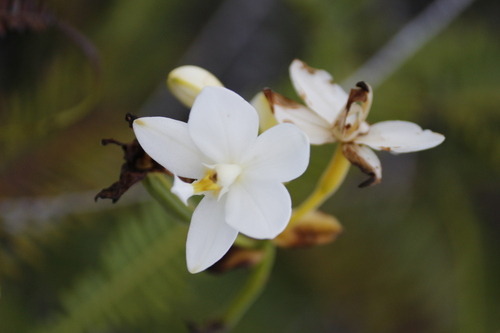 Spathoglottis micronesiaca observed 2025-05-01