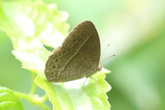 Mycalesis janardana