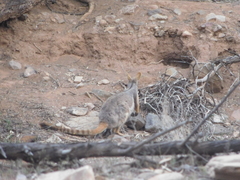 Petrogale xanthopus