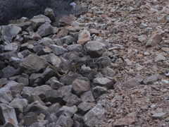 Petrogale xanthopus