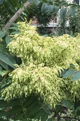 Ailanthus altissima