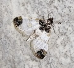 Analyta apicalis