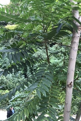 Ailanthus altissima