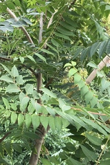 Ailanthus altissima